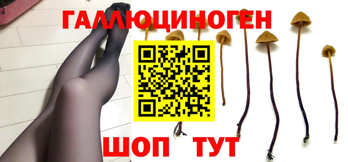 Псилоцибиновые грибы Cubensis Великие Луки